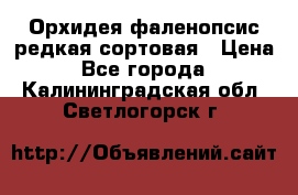 Орхидея фаленопсис редкая сортовая › Цена ­ 800 - Все города  »    . Калининградская обл.,Светлогорск г.